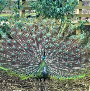 peacock