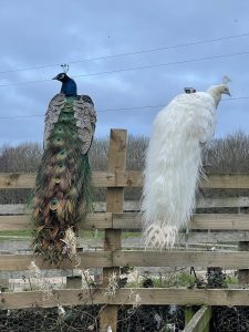 peacocks-on-fence